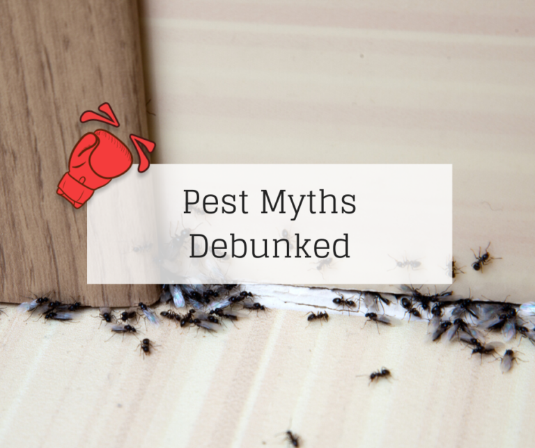 Blog-Pest-Myths-Debunked