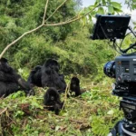 A film crew recording gorillas in the wild for a documentary