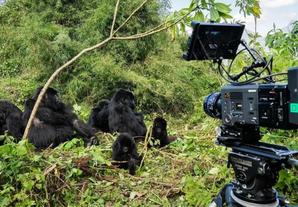 A film crew recording gorillas in the wild for a documentary