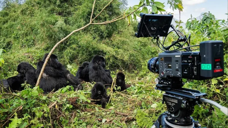 A film crew recording gorillas in the wild for a documentary